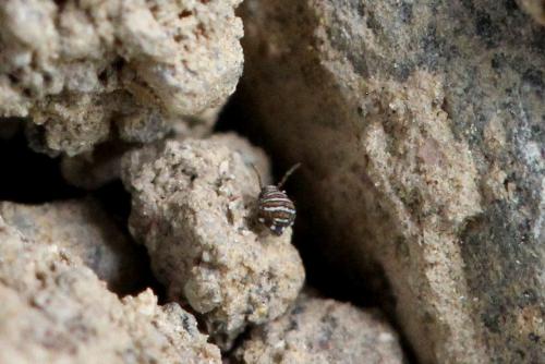 Fasciosminthurus quinquefasciatus